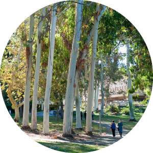 Eucalyptus tress in Aldrich park